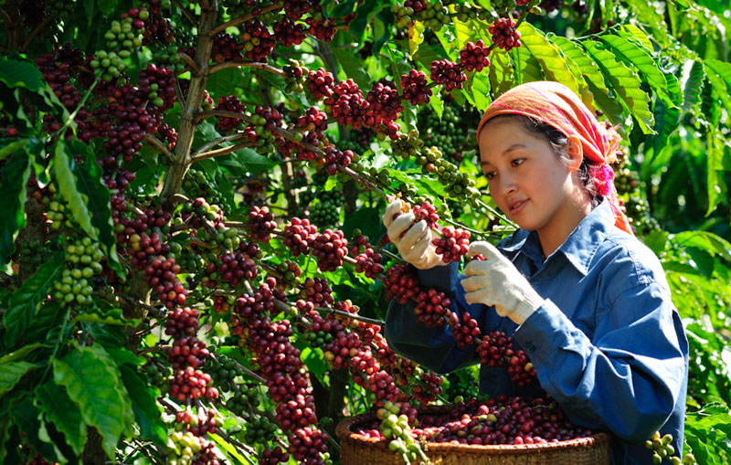 Quy định chống phá rừng của EU tạo áp lực cho ngành cà phê và nhiều sản phẩm nông sản xuất khẩu khác của Việt Nam. Ảnh: T.L.