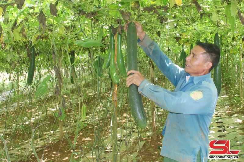 Thành viên HTX Thanh Sơn, xã Yên Sơn, huyện Yên Châu thu hoạch bí xanh