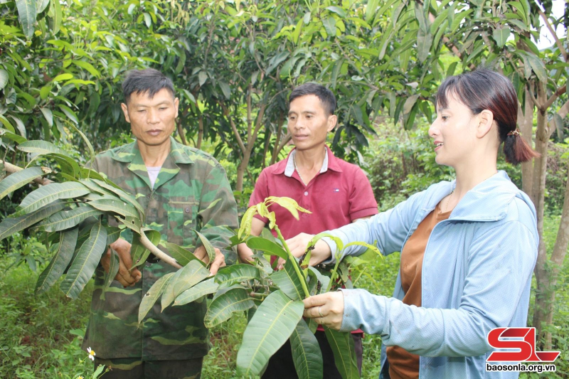 Thành viên HTX Nông nghiệp Mường Bú, huyện Mường La, trao đổi kỹ thuật chăm sóc cây trồng sau thu hoạch