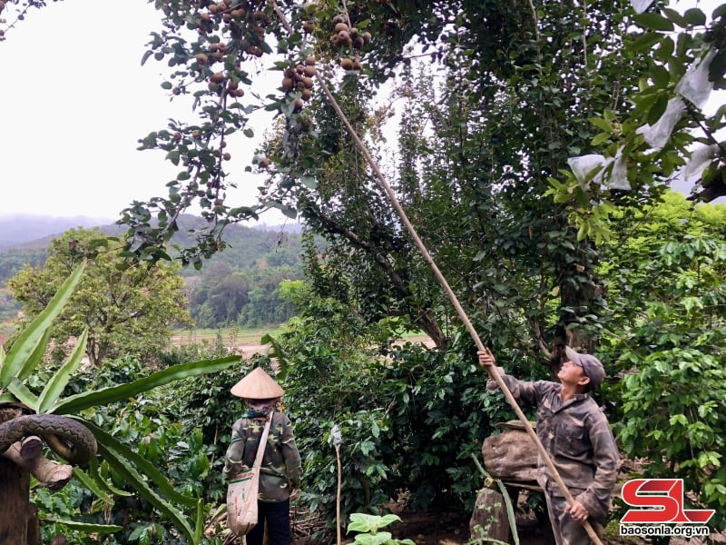 Nông dân bản Nà Cà thu hái quả mắc coọc