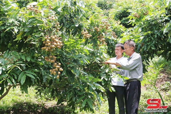 Mô hình trồng nhãn của hội viên Chi hội nông dân bản Mường Nưa, xã Mường Lầm, huyện Sông Mã