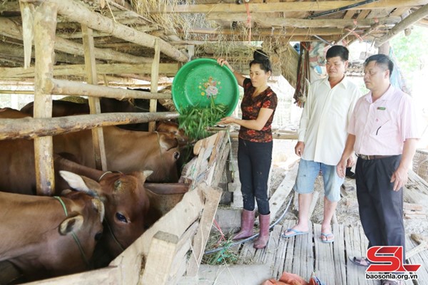 Mô hình nuôi bò nhốt chuồng của nhân dân xã Púng Bánh, huyện Sốp Cộp.