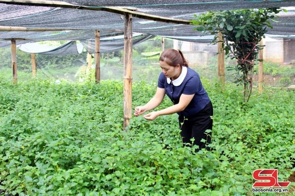 Cán bộ kỹ thuật Trung tâm Khuyến nông tỉnh kiểm tra vườn ươm cây giống cà gai leo của HTX Nam Sơn - Phú Lương. 