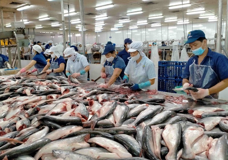 Việt Nam đang chịu sự cạnh tranh quyết liệt từ các thị trường lớn như Ecuador, Ấn Độ, và Indonesia với mặt hàng tôm và cá tra. Ảnh: TL.