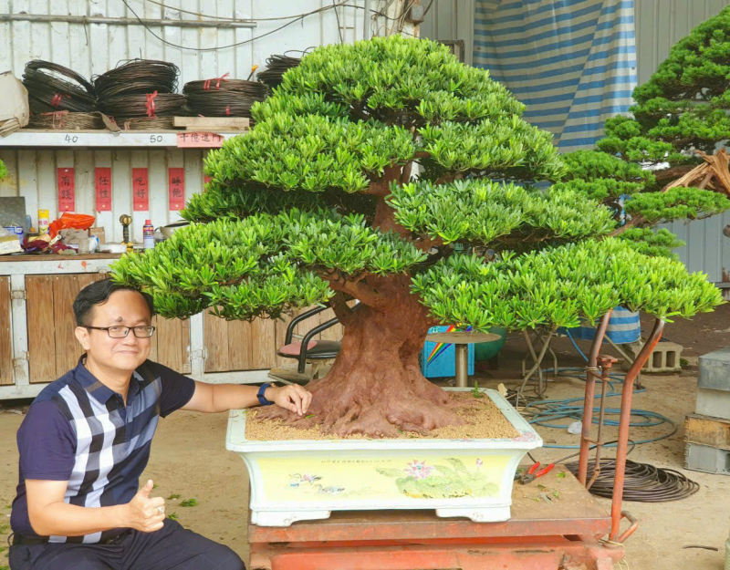 Ông Cường là nghệ nhân tích cực trong việc đưa nghệ thuật bonsai của Việt Nam tiếp cận thế giới. Ảnh: T.L.