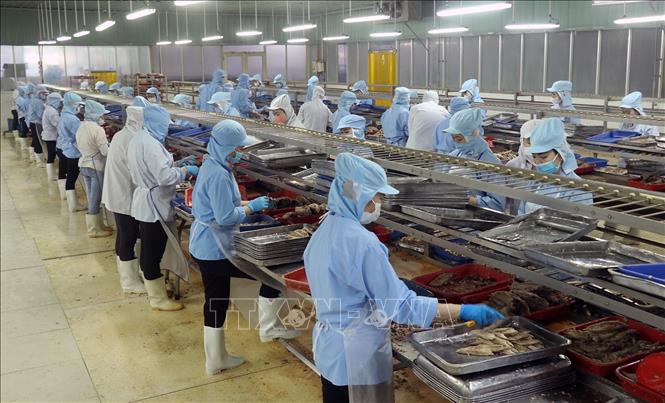 Sản xuất chế biến cá hộp xuất khẩu tại nhà máy thực phẩm đóng hộp KTC, Công ty cổ phần thương mại Kiên Giang. Ảnh: Lê Huy Hải/TTXVN