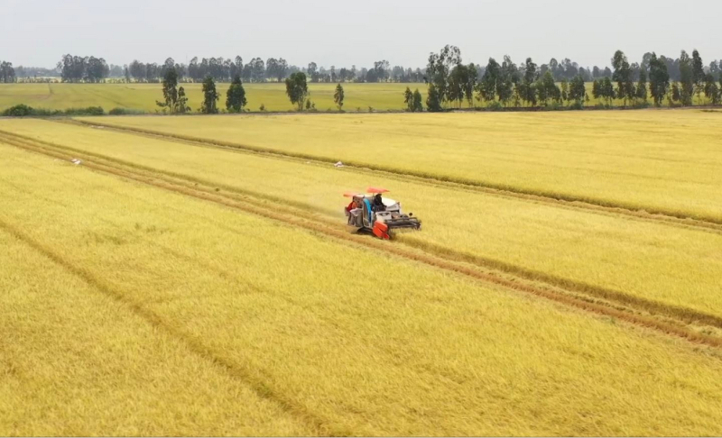 Các địa phương phía Nam gieo cấy 1.916 nghìn ha, tăng 23,6 nghìn ha so với vụ đông xuân 2024 nhờ thời tiết thuận lợi.