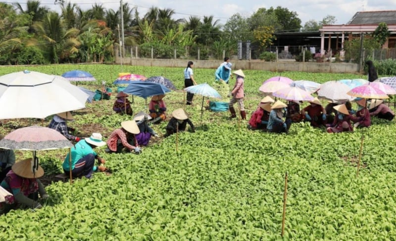 Một hợp tác xã rau ở tỉnh Tiền Giang. Ảnh minh họa: Hữu Chí/TTXVN