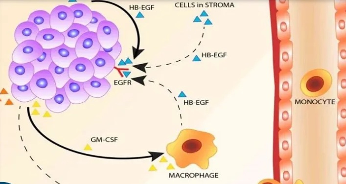 Yếu tố tăng trưởng (Growth Factor - GF)