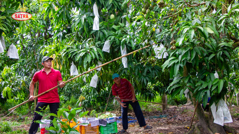 COFIDEC, đơn vị thành viên của SATRA, đã xây dựng vùng cung ứng chuẩn, đảm bảo chuỗi khép kín “từ nông trại đến bàn ăn”. Ảnh: SATRA