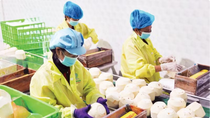 Đóng gói dừa xuất khẩu tại doanh nghiệp trên địa bàn tỉnh Vĩnh Long. Ảnh: Báo Nhân Dân