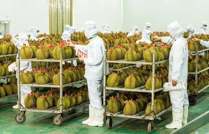 Hoạt động xuất khẩu sầu riêng lại gặp khó do nhiều phòng kiểm nghiệm Cadimi, vàng O tạm dừng hoạt động. Ảnh: Internet