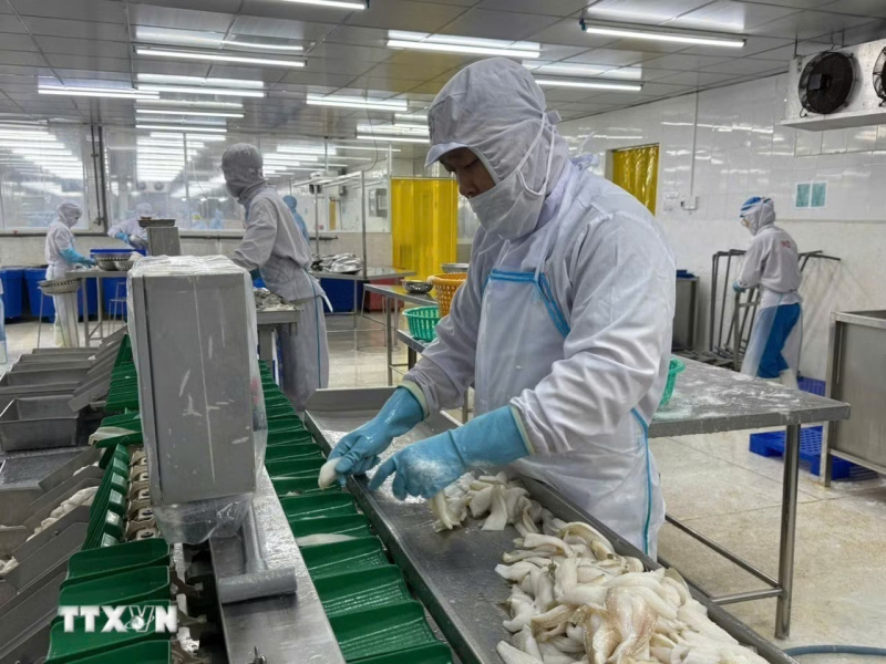 Phân loại cá đục tại xưởng chế biến của Công ty TNHH Tứ Hải, phường Phước Thắng. (Ảnh: Hoàng Nhị/TTXVN)