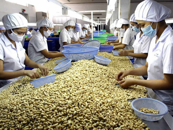 Chế biến hạt điều xuất khẩu. Ảnh tư liệu: Đình Huệ/TTXVN