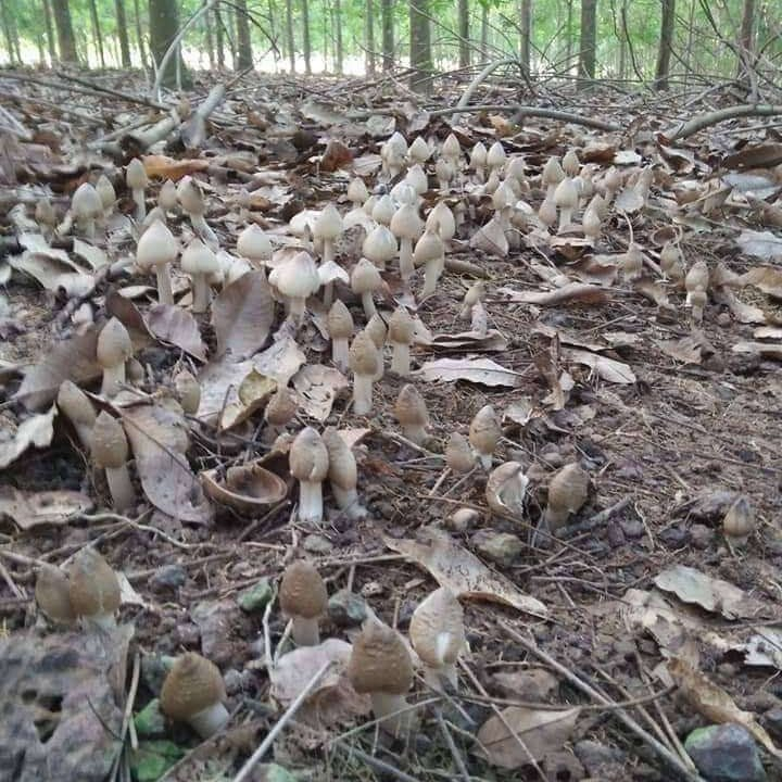 Nấm mối đang có giá từ 1.000.000 đến 1.500.000 đồng/kg và luôn trong tình trạng 