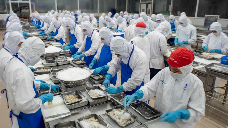 COFIDEC kiểm soát chặt chẽ nguồn nguyên liệu và tiêu chuẩn chất lượng, tạo tiền đề vững chắc cho việc truy xuất nguồn gốc trong chuỗi thực phẩm. Ảnh: SATRA