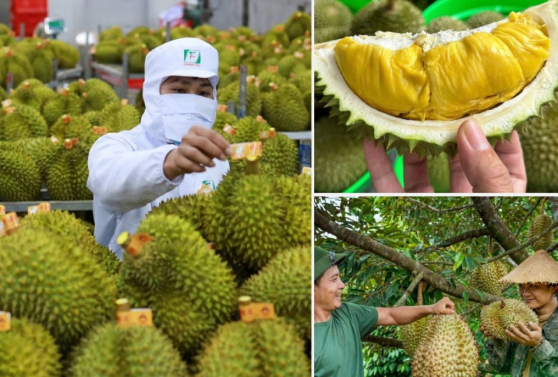 Các địa phương rà soát, quản lý chặt chẽ diện tích sầu riêng không mở rộng diện tích; tập trung nâng cao năng suất, chất lượng và hiệu quả sản xuất; tổ chức sản xuất gắn với liên kết chuỗi và nhu cầu thị trường.