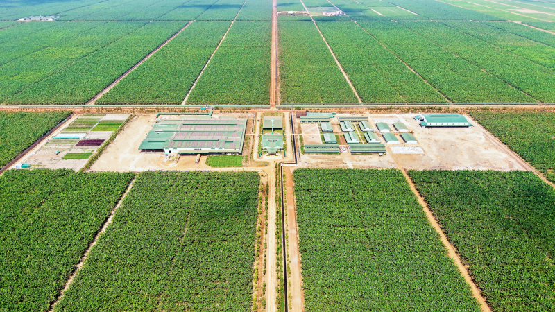 Xí nghiệp chuối BP1 của Thaco Agri