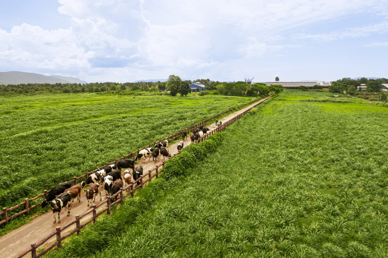 Chuẩn chất lượng được Vinamilk mở rộng trên toàn chuỗi, từ nguyên liệu, trang trại đến sản xuất và thành phẩm. Ảnh: Vi Nam