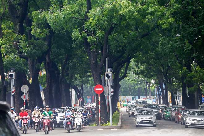 Những hàng cây xanh cần được yêu bằng sự thấu hiểu vai trò sinh thái của cây trong sinh tồn và phát triển bền vững. Ảnh: Internet