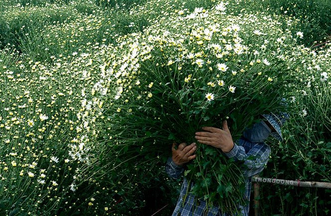 Cúc hoạ mi thường được trồng ở các vườn hoa ven sông Hồng, một số quận, huyện ngoại thành Hà Nội.