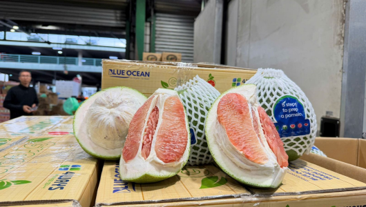 Lô bưởi đầu tiên đi Úc và bài toán sinh tồn bằng chất lượng