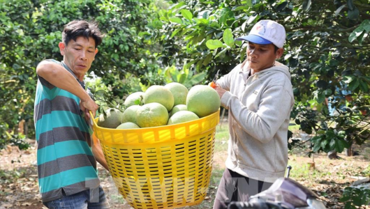 Xuất khẩu nông, lâm, thủy sản 4 tháng tăng 5,4%