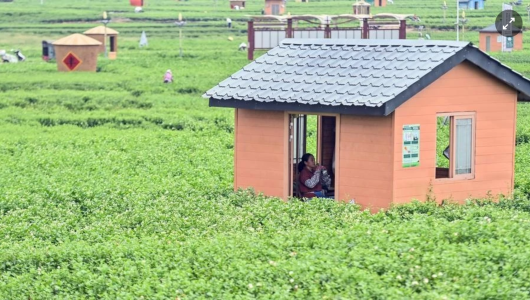 Đằng sau ly trà sữa của bạn: ‘Mỏ vàng’ tỷ USD từ loài hoa chỉ nở vài giờ